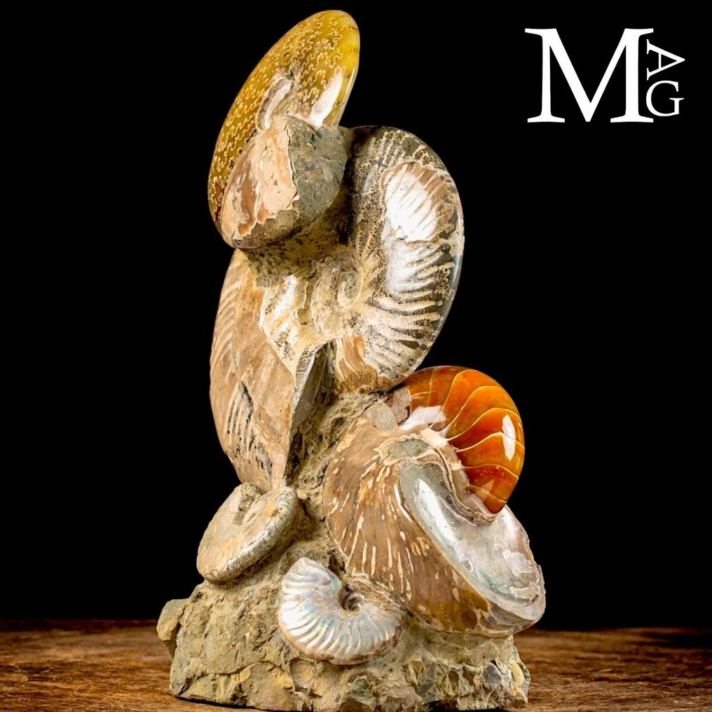 Ομάδα απολιθωμάτων αμμόνιτη στην Πρωτότυπη μήτρα - Αποκλειστικό δείγμα απολιθώματος. - Απολιθωμένα τμήματα - Cleoniceras Sp. - 330 mm - 220 mm #4.3