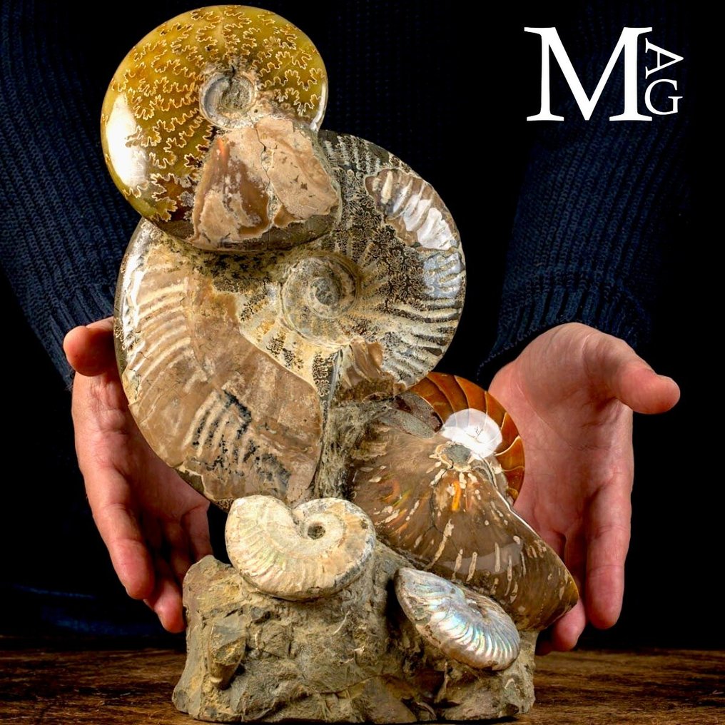 Ομάδα απολιθωμάτων αμμόνιτη στην Πρωτότυπη μήτρα - Αποκλειστικό δείγμα απολιθώματος. - Απολιθωμένα τμήματα - Cleoniceras Sp. - 330 mm - 220 mm #1.0