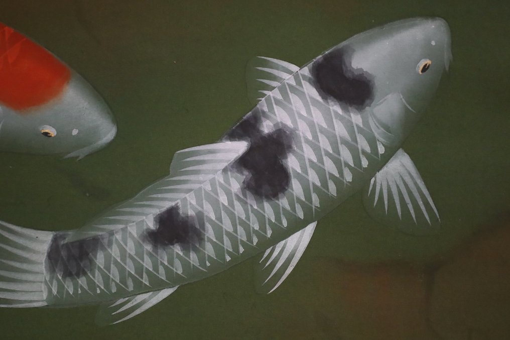 錦鯉 Nishikigoi・Koi Fish - Beautiful swimming Carp
