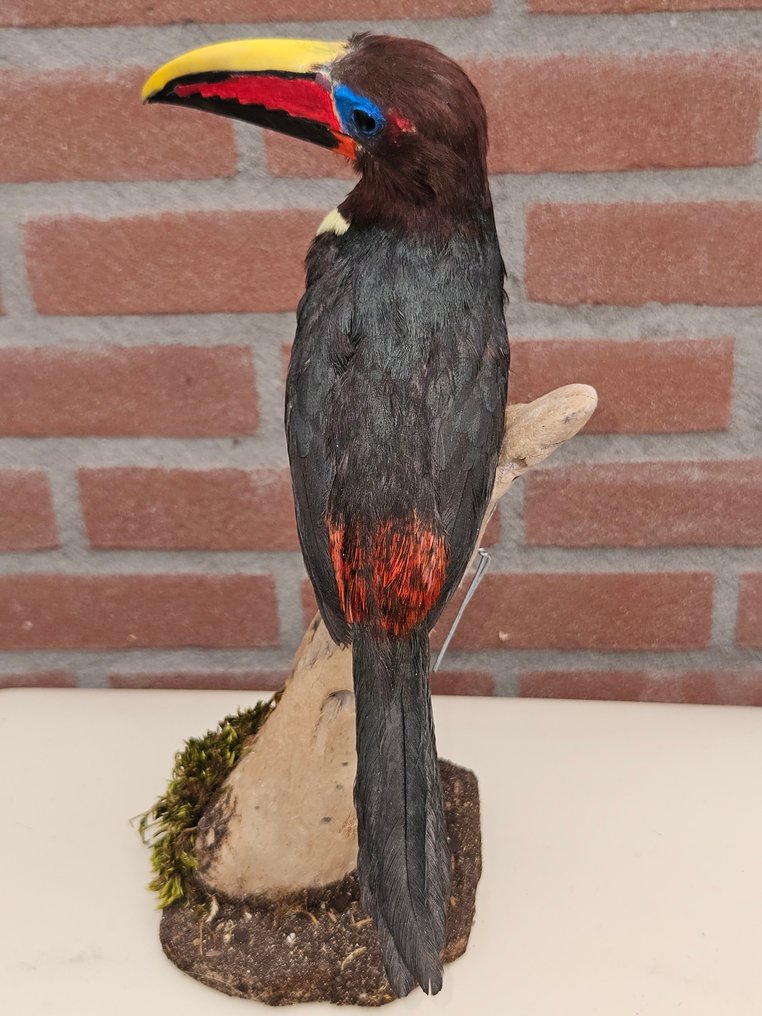 Bellissimo araras verde. Allestimento tassidermico a corpo intero - Pteroglossus Viridis - 29 cm - 14 cm - 17 cm - Specie non CITES - 1 #2.1