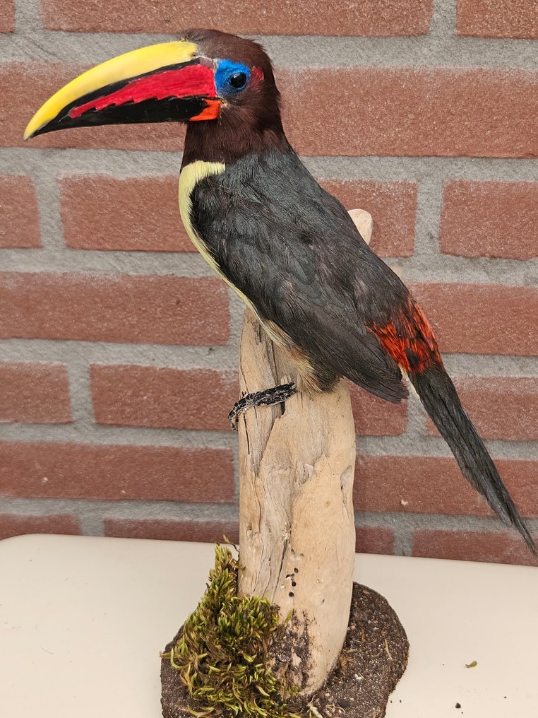 Bellissimo araras verde. Allestimento tassidermico a corpo intero - Pteroglossus Viridis - 29 cm - 14 cm - 17 cm - Specie non CITES - 1 #1.0