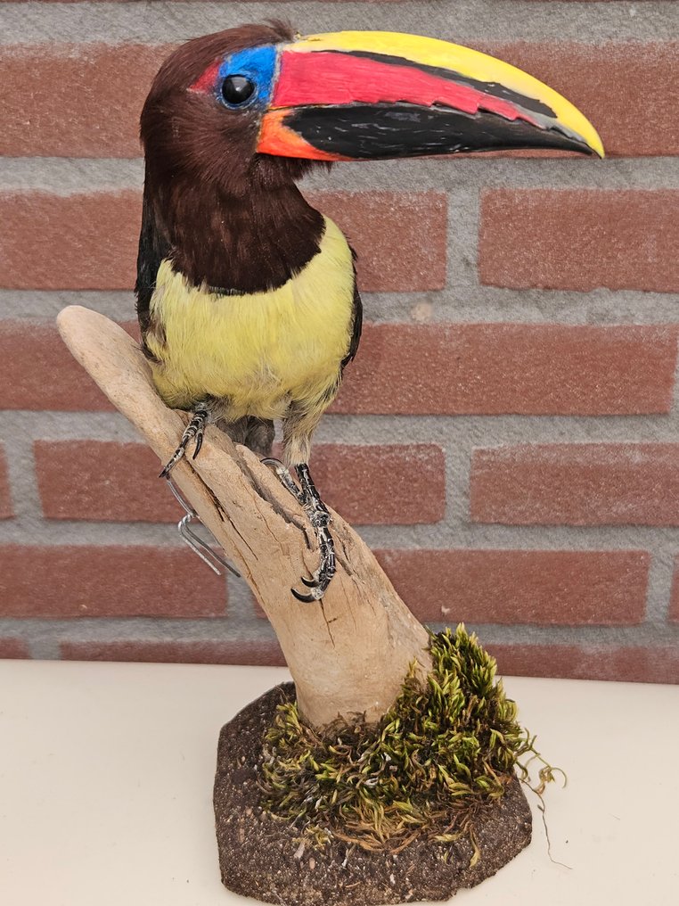 Bellissimo araras verde. Allestimento tassidermico a corpo intero - Pteroglossus Viridis - 29 cm - 14 cm - 17 cm - Specie non CITES - 1 #3.2