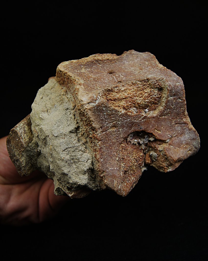 Baleine - Os de vertèbre fossilisé - Balaenoptera acutorostrata #2.1