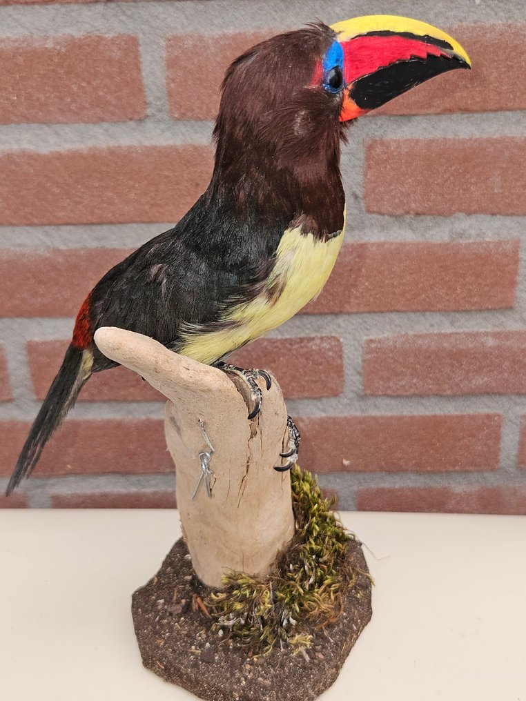 Bellissimo araras verde. Allestimento tassidermico a corpo intero - Pteroglossus Viridis - 29 cm - 14 cm - 17 cm - Specie non CITES - 1 #4.3