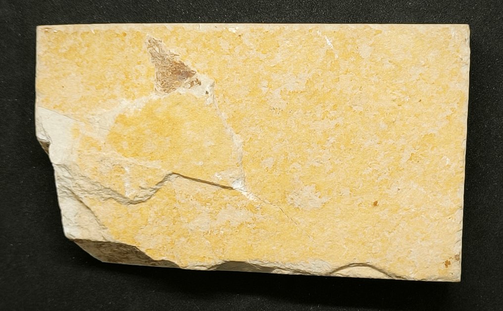 calamar con brazos y tentáculos - Matriz fósil - Teuthida - 115 mm - 67 mm #4.3