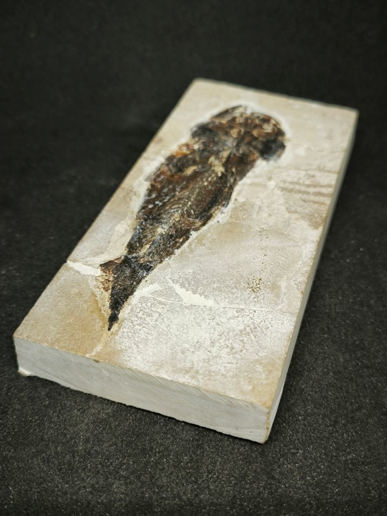 Fish - Fossil matrise - Ornategulum Sardinoides con perfetta fossilizzazione - 148 mm - 67 mm #4.3