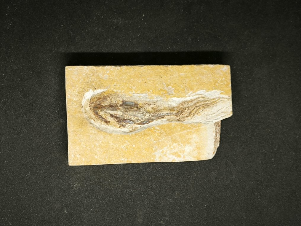 calamar con brazos y tentáculos - Matriz fósil - Teuthida - 115 mm - 67 mm #1.0