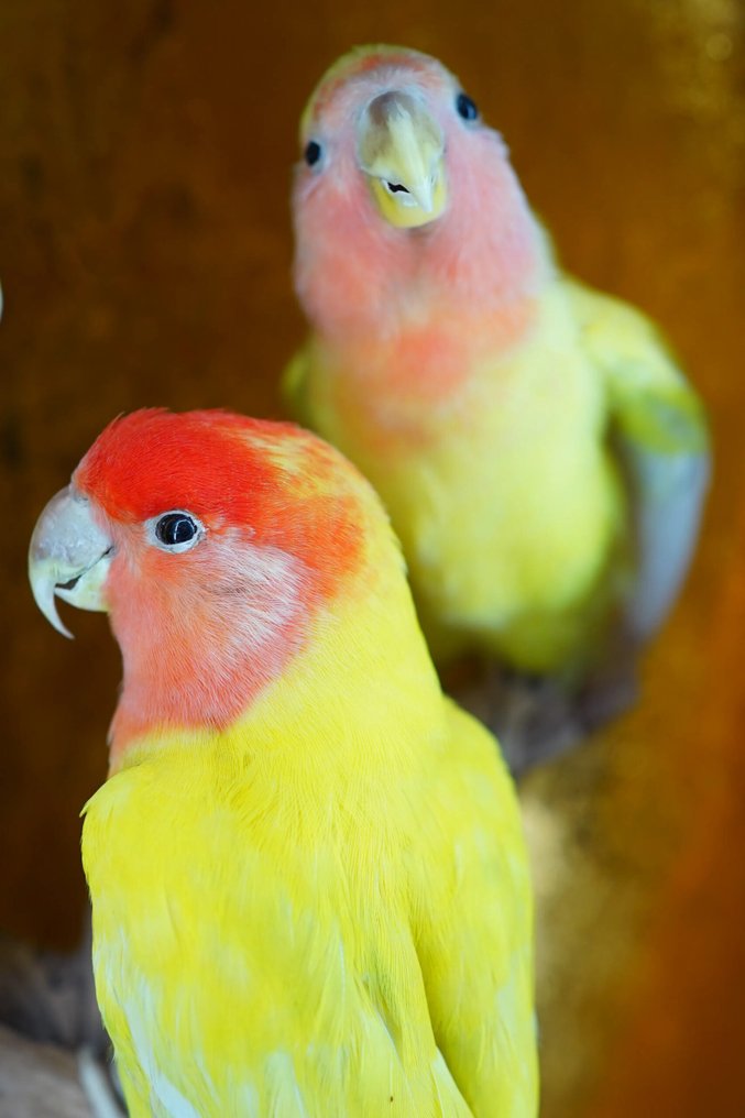 Agapornis Täytetyn eläimen koko kehon jalusta - Agapornis - With closed footring - 38 cm - 28 cm - 17 cm - CITES Appendix II - EU:n Annex B - 1 #2.1