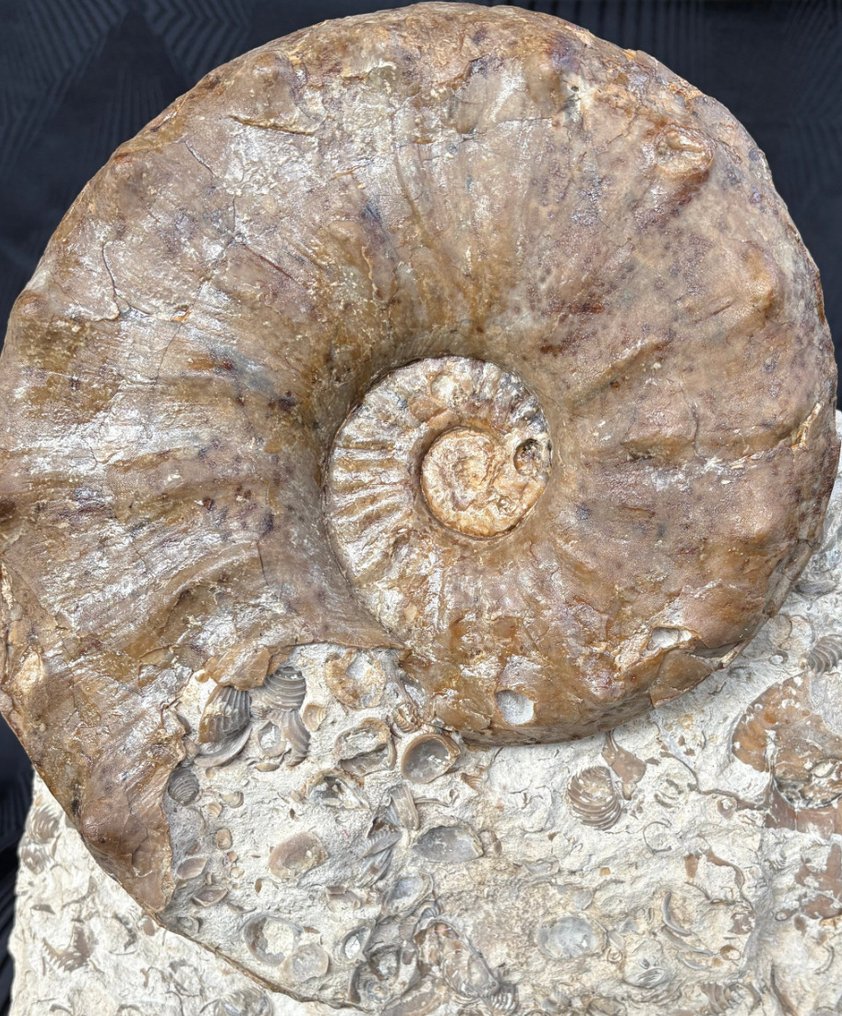 Ammonoid - Fossiliserat djur - Gauthiericeras sp. - 17 cm - 18 cm #1.0
