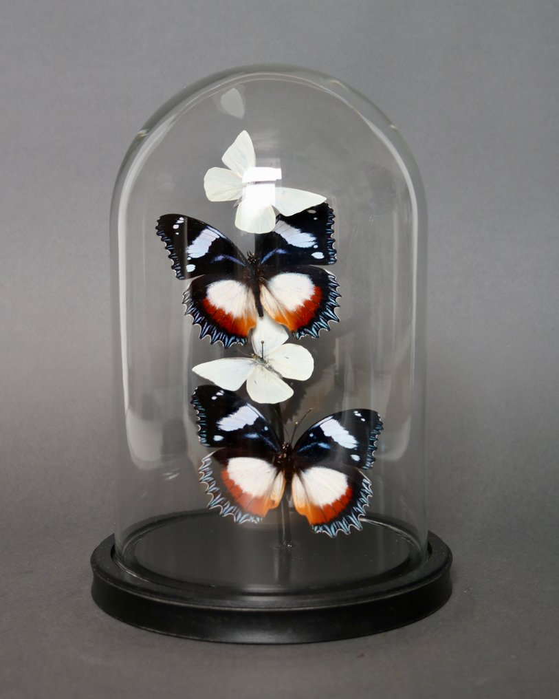 Farfalla Allestimento tassidermico a corpo intero - Hypolimnas dexithea x Appias albina - 25 cm - 17 cm - 17 cm - Specie non CITES - 1 #3.2