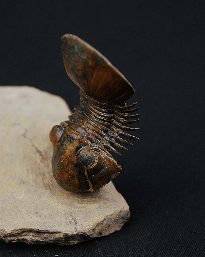 三叶虫 - 动物化石 - Paralejurus en vuelo de color rojo #1.0