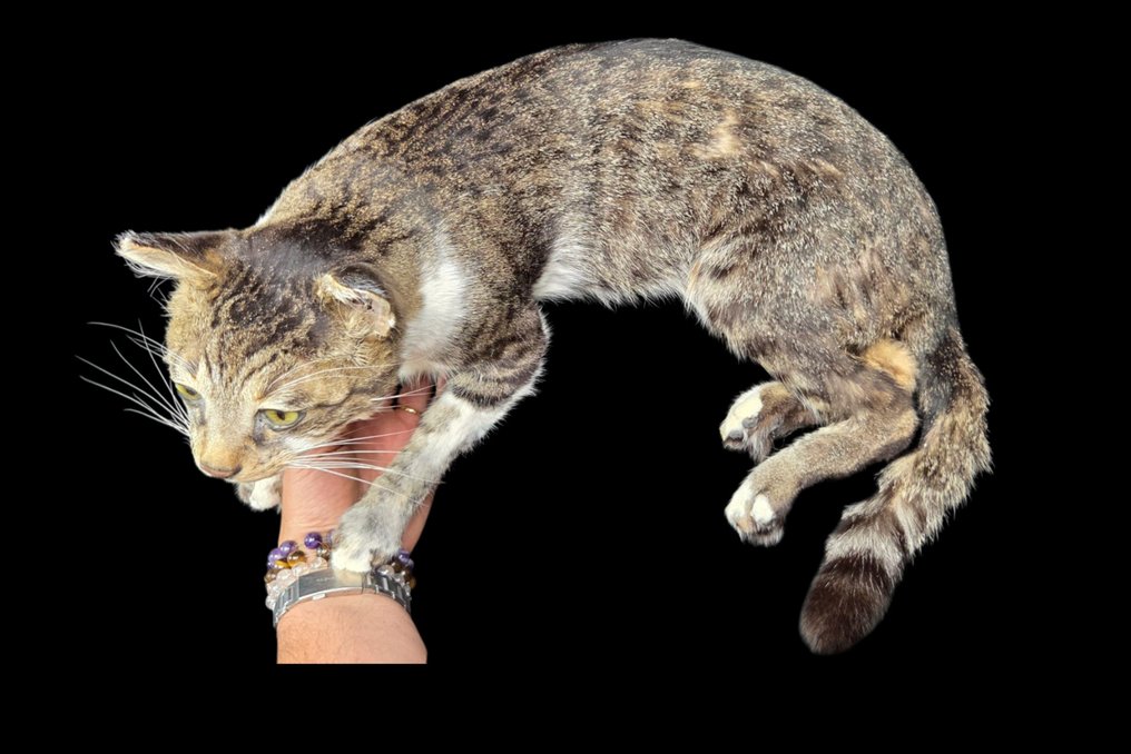 Una bella opera di taxidermia di un gatto domestico Allestimento tassidermico a corpo intero - Felis catus - 23 cm - 50 cm - 0 cm - Specie non CITES #2.1