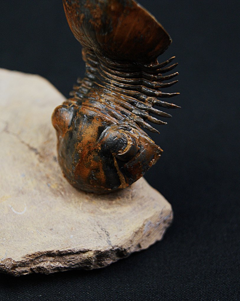 三叶虫 - 动物化石 - Paralejurus en vuelo de color rojo #3.2