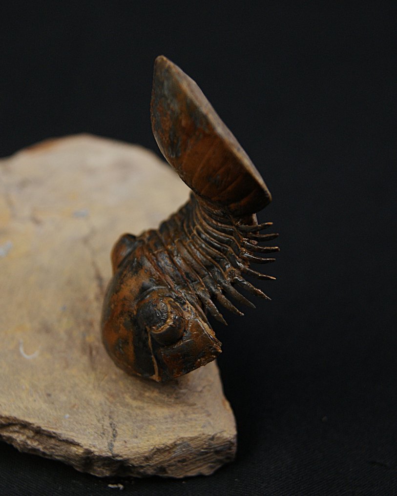 三叶虫 - 动物化石 - Paralejurus en vuelo de color rojo #1.0