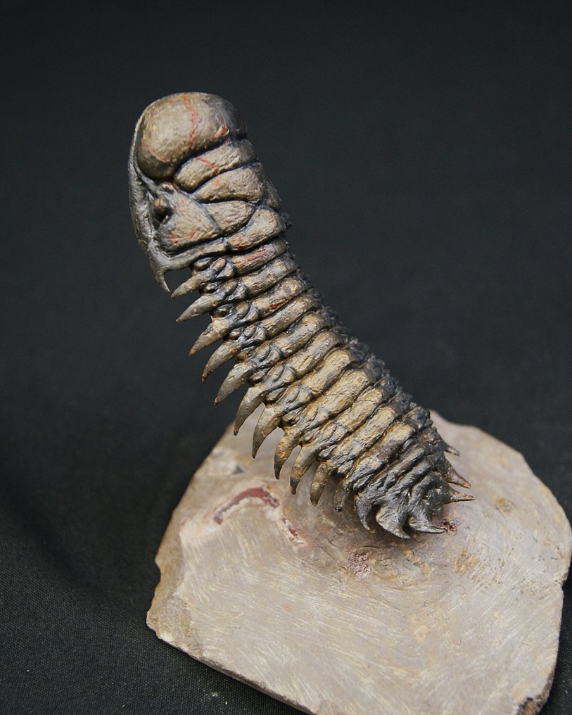 Trilobite - Animale fossilizzato - Crotalocephalus en vuelo #1.0