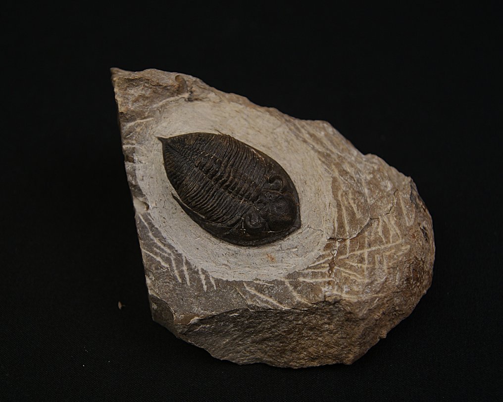 Trilobite - Fossil matrix - Zlichovaspis rugosa – ejemplar raro de alta calidad #2.1