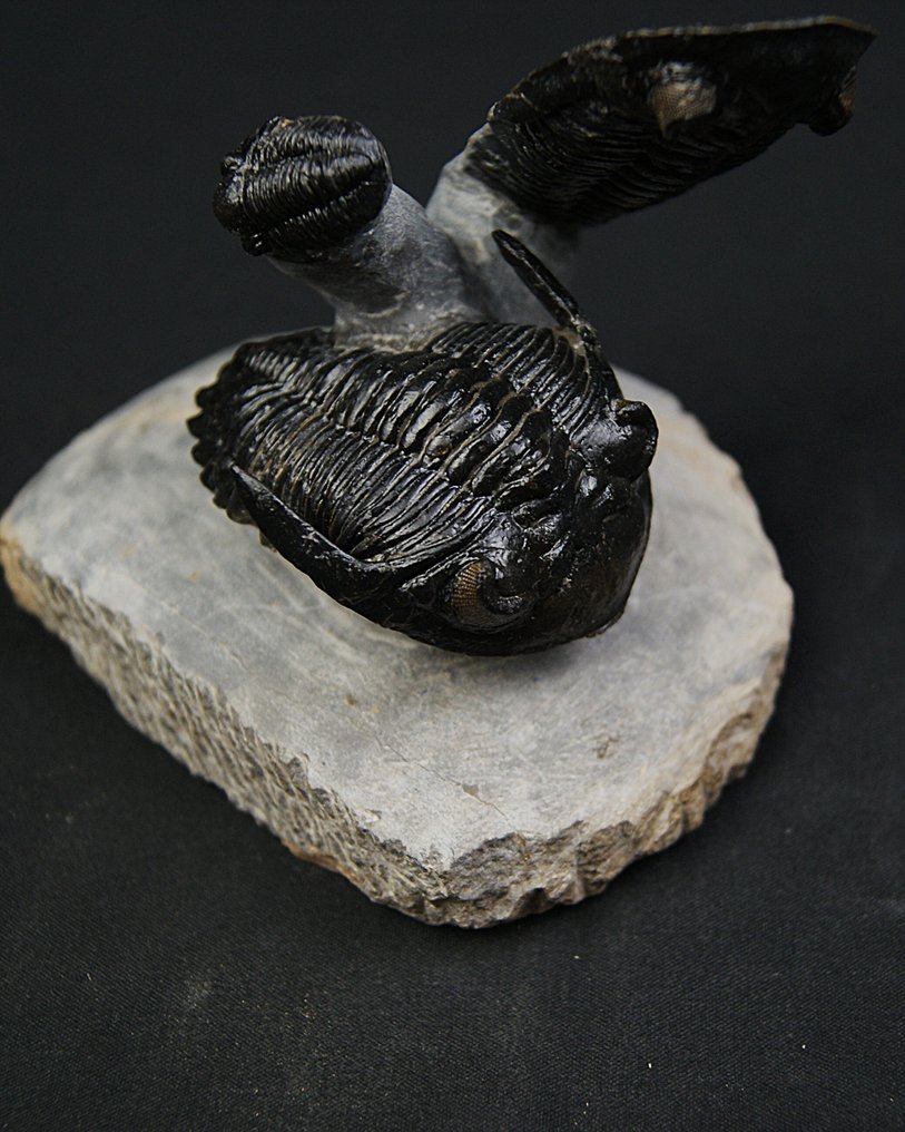 Trilobiet - Gefossiliseerd dier - Dos Hollardops y un Proetus en vuelo #3.2