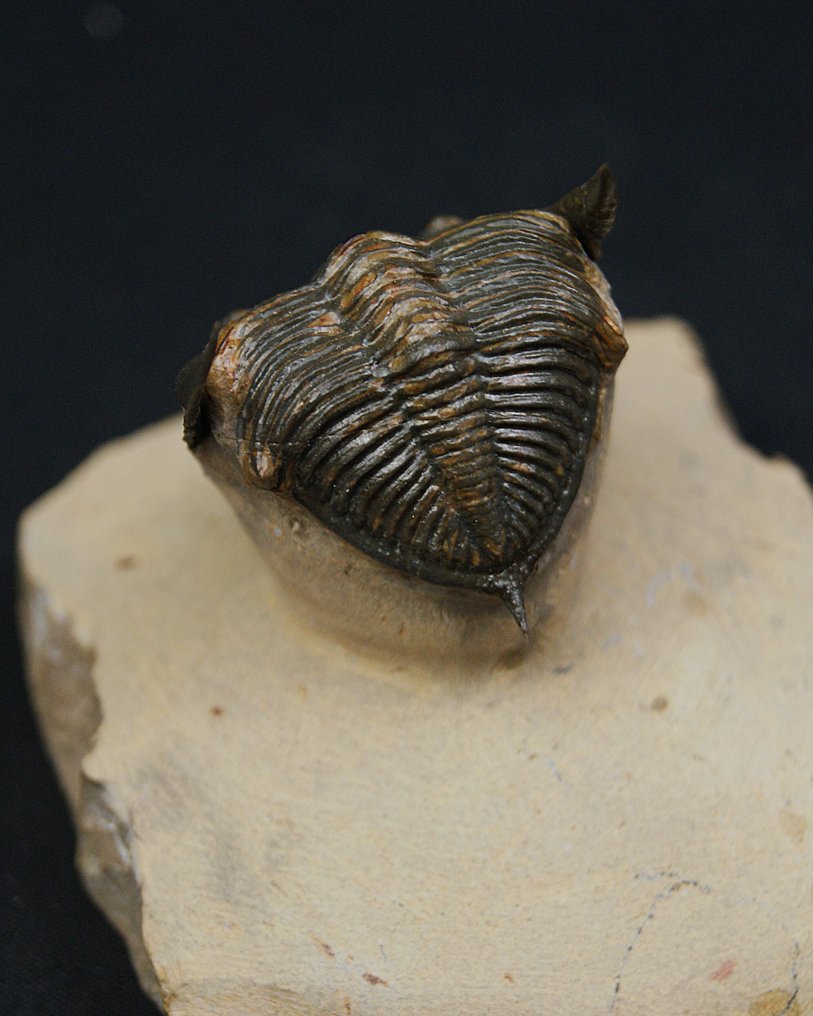 Trilobite - Matriz fósil - Zlichovaspis rugosa – ejemplar raro de alta calidad #2.1