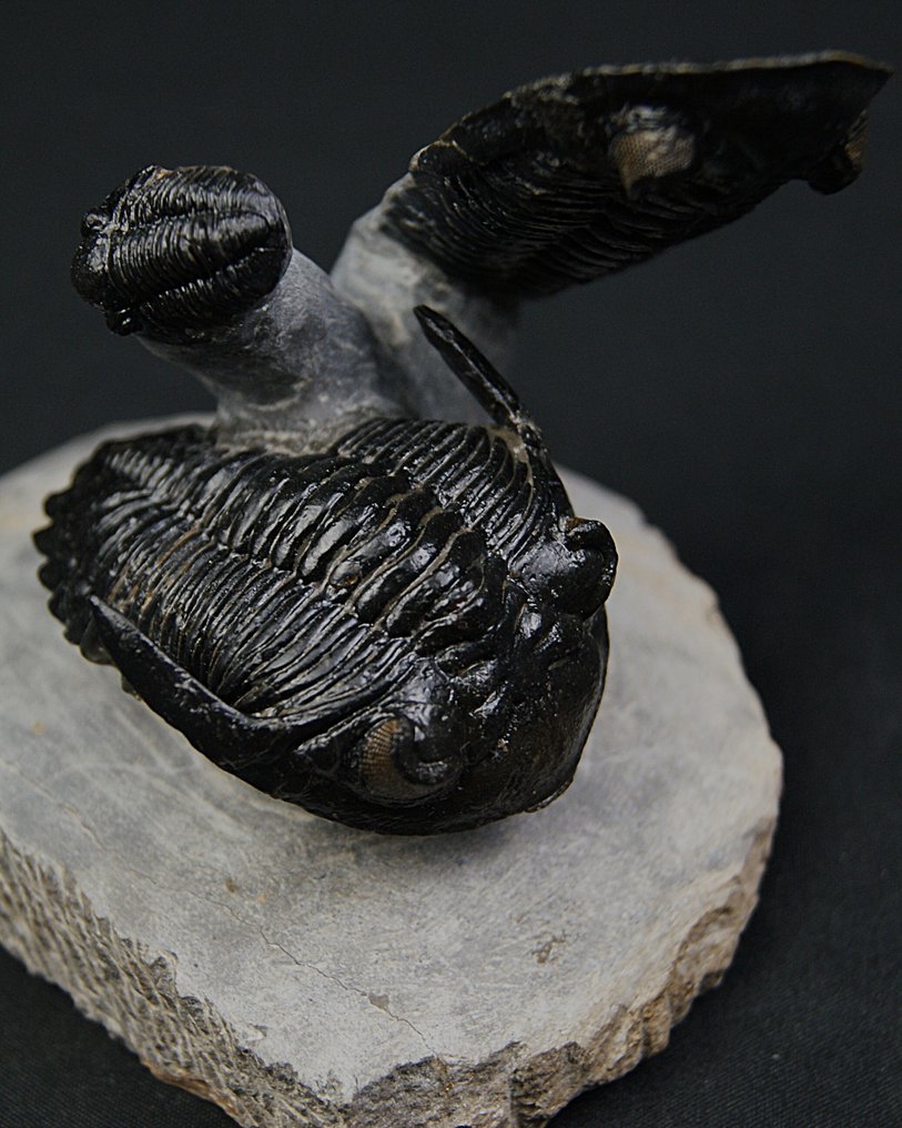 Trilobiet - Gefossiliseerd dier - Dos Hollardops y un Proetus en vuelo #4.3