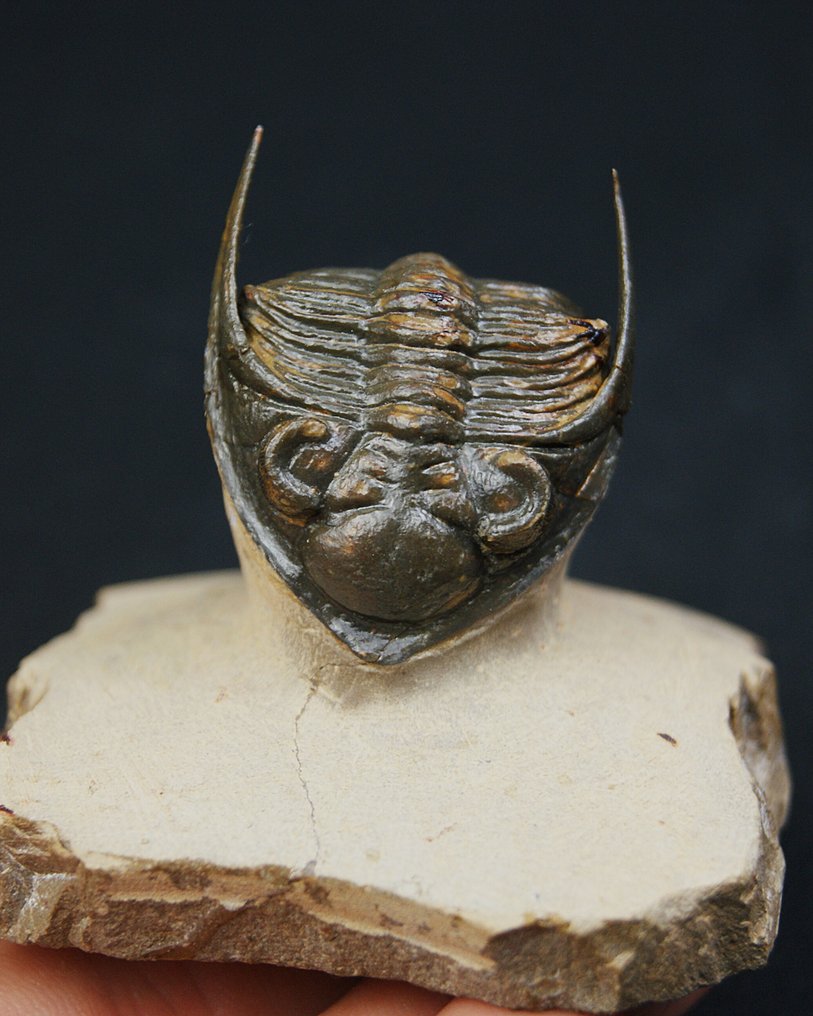 Trilobite - Matriz fósil - Zlichovaspis rugosa – ejemplar raro de alta calidad #4.3