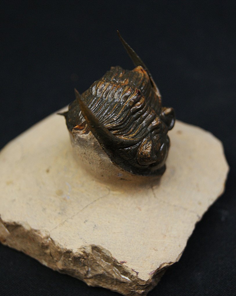 Trilobite - Matriz fósil - Zlichovaspis rugosa – ejemplar raro de alta calidad #3.2
