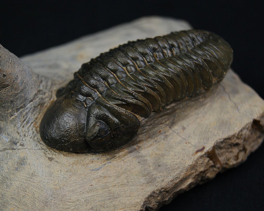 Trilobit - Fossiliserat djur - Leonaspis en vuelo con Reedops #2.1