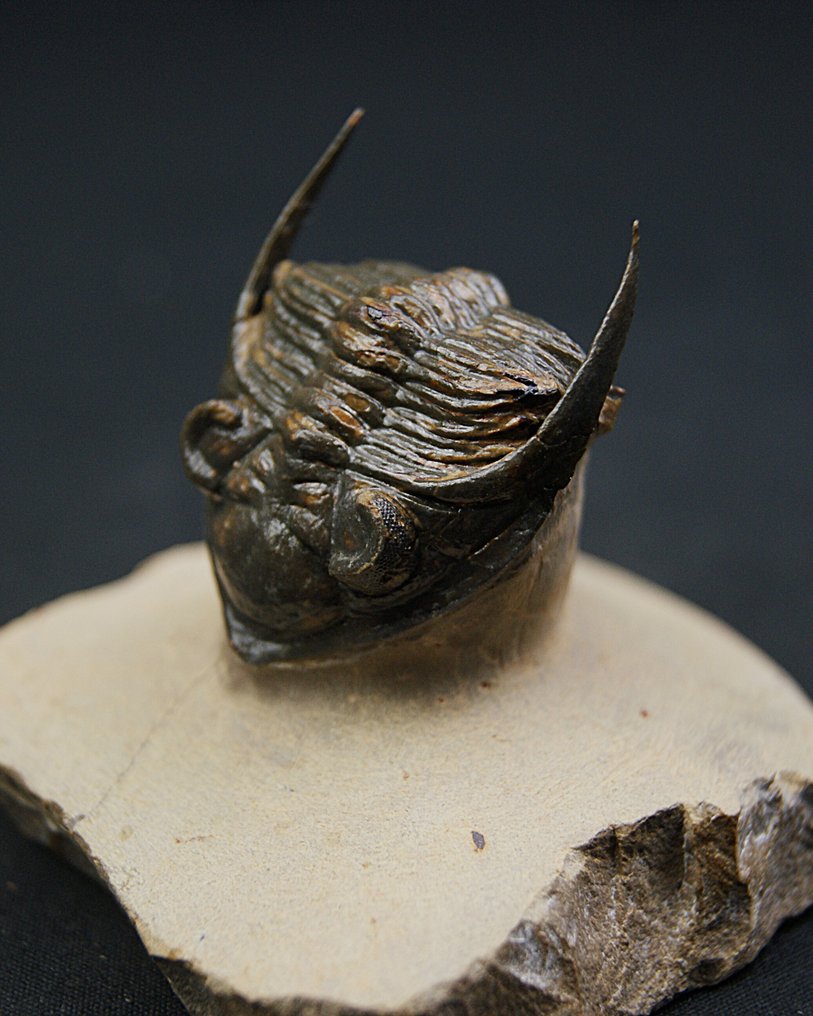 Trilobite - Matriz fósil - Zlichovaspis rugosa – ejemplar raro de alta calidad #1.0