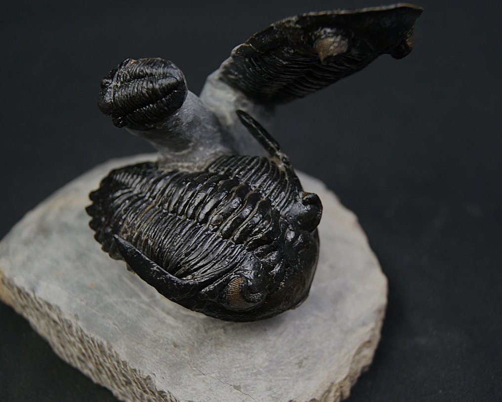 Trilobiet - Gefossiliseerd dier - Dos Hollardops y un Proetus en vuelo #1.0