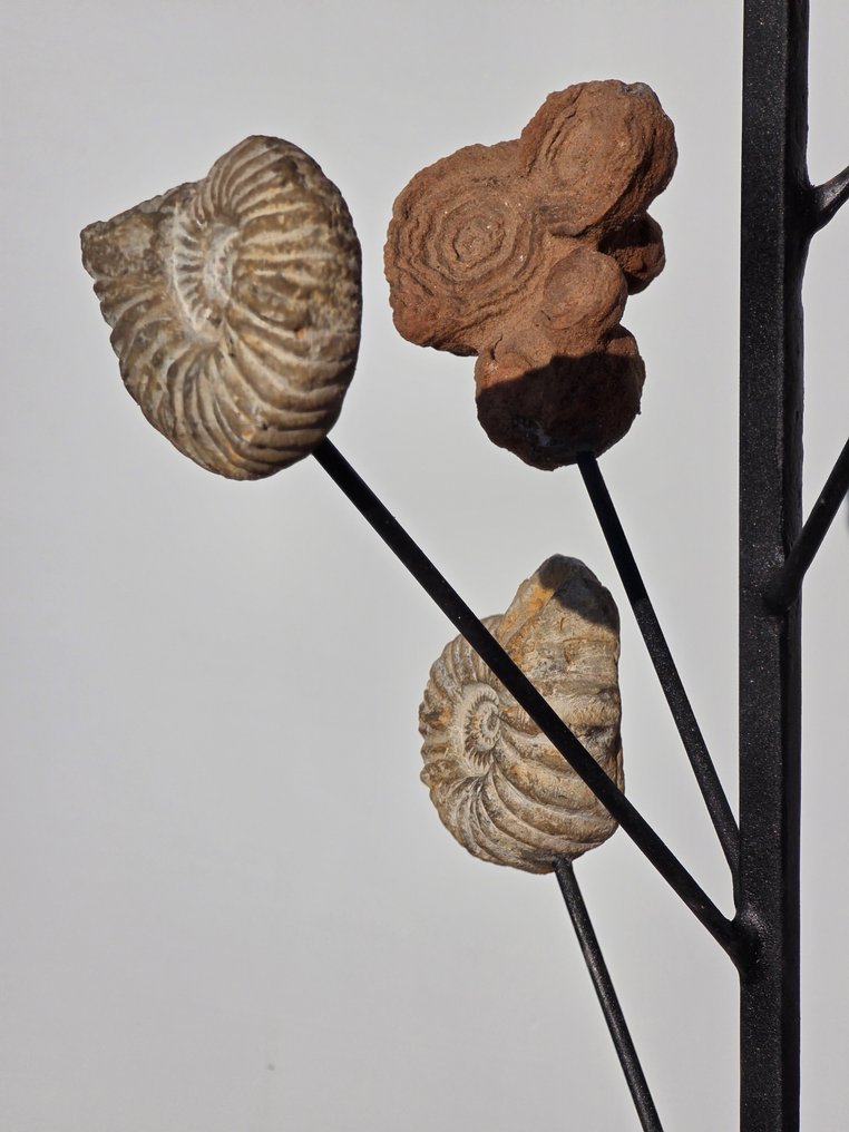 Fossil fragment - stromatolite and Ammonites - 65 cm #2.1