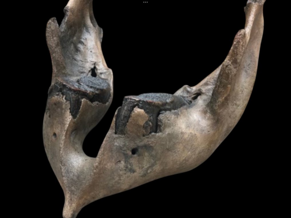 Woolly Mammoth - Fossil skull - 28 cm - 40 cm #1.0