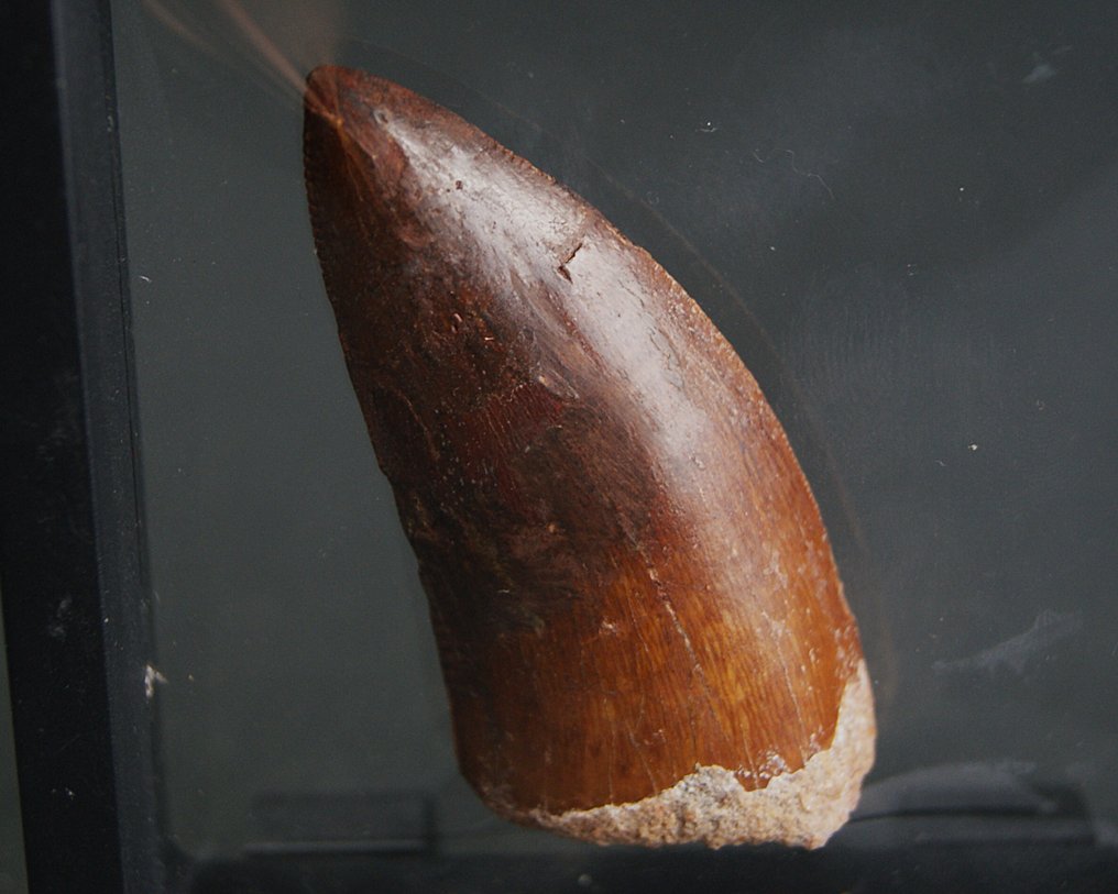鲨齿龙 - 牙齿化石 - Diente enorme de Carcharodontosaurus #1.0