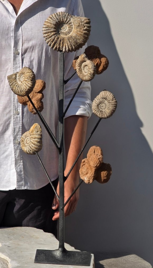 Fossil fragment - stromatolite and Ammonites - 65 cm #1.0