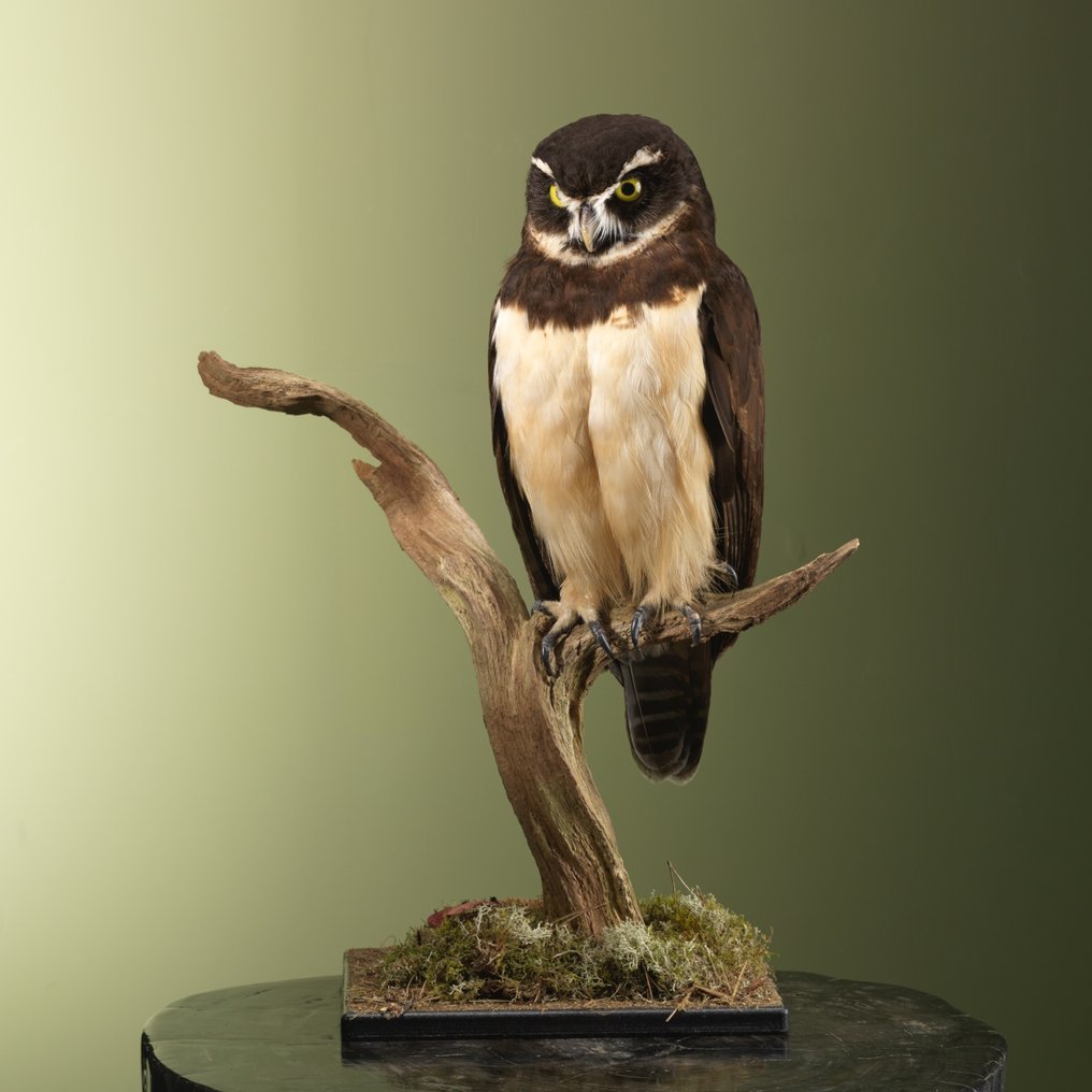 Uil 標本全身支架 - Pulsatrix perspicillata - 60 cm - 44 cm - 21 cm - CITES 附件2 - 歐盟內附件B - 1 #1.0