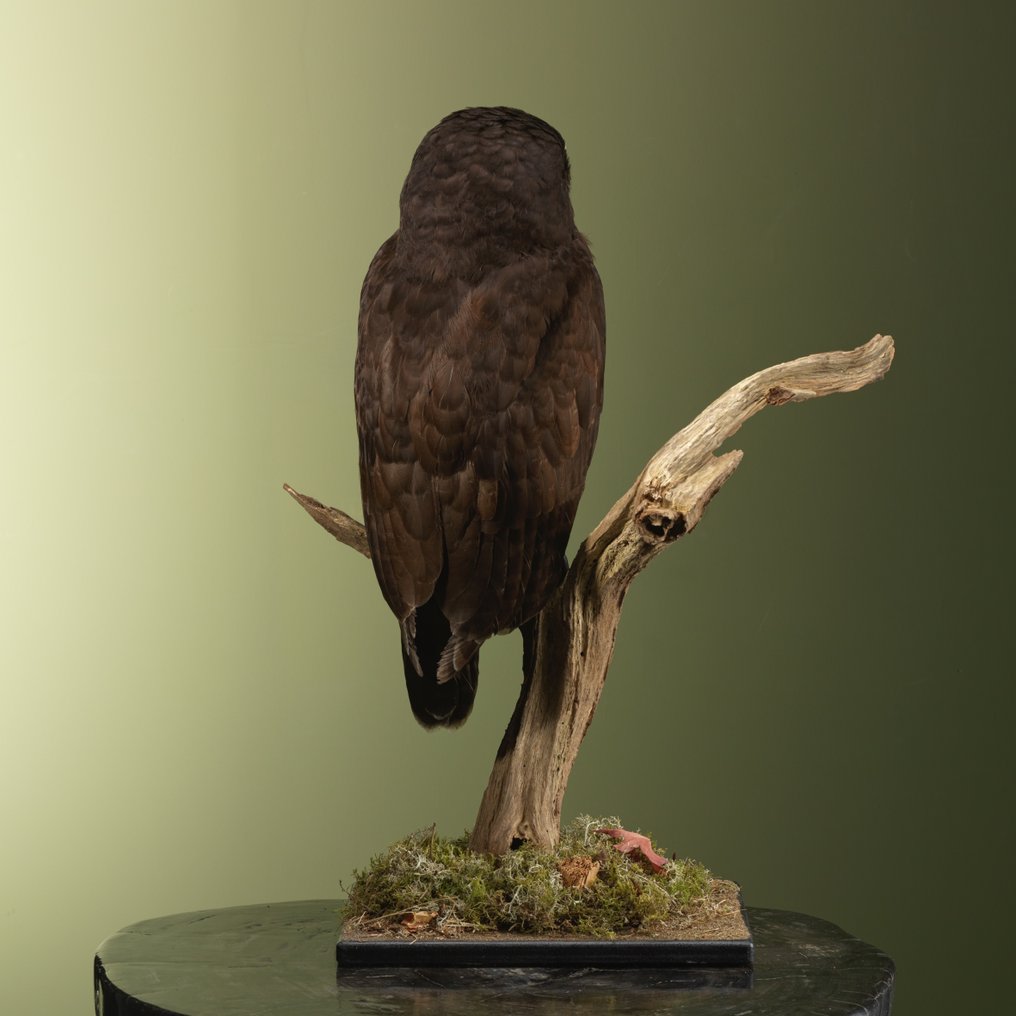 Uil 標本全身支架 - Pulsatrix perspicillata - 60 cm - 44 cm - 21 cm - CITES 附件2 - 歐盟內附件B - 1 #3.2