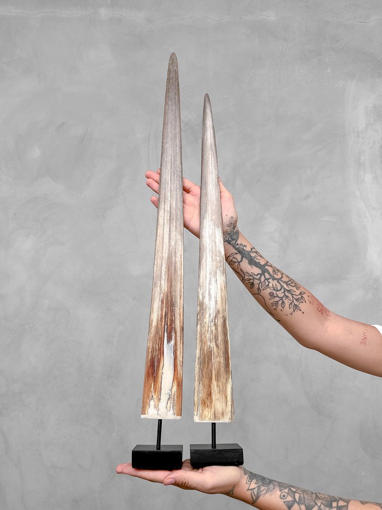 无底价 - 一对令人惊叹的大型剑鱼吻部，带底座 支架上的吻突 - Xiphias Gladius - 72 cm - 7 cm - 7 cm- 非《濒危物种公约》物种 #2.1