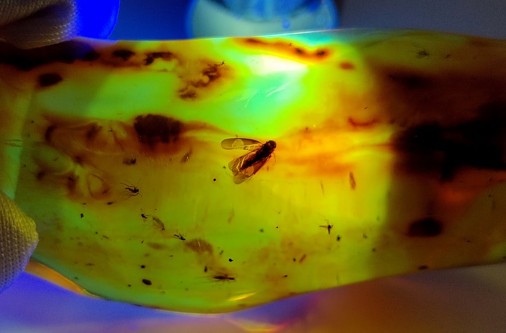 FOSSlL-AMAZING!! Dominican amber-150 cts- 30 g #1.0