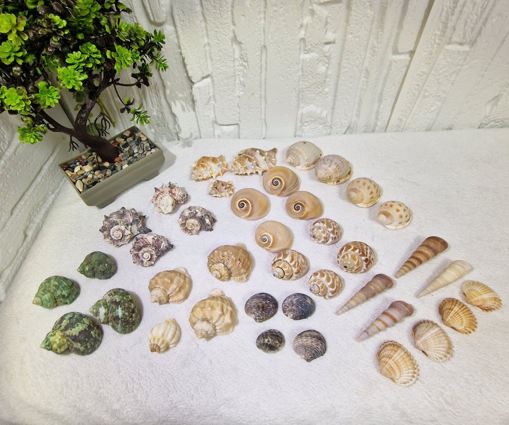 Lot of 39 Natural Sea Shells – Mixed Species Sea shell - Turbo marmoratus, Delphinula laciniata, Nerita polita, Bufonaria perelegans, Neverita didyma, (No reserve price) #2.1