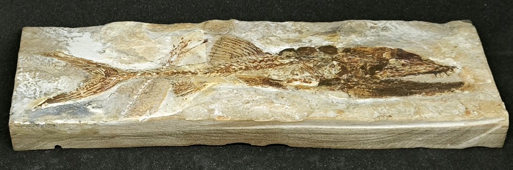 Forstenet dyr - Grande Eurypholis boissieri _ Qualità Museale - 220 mm - 76 mm #4.3