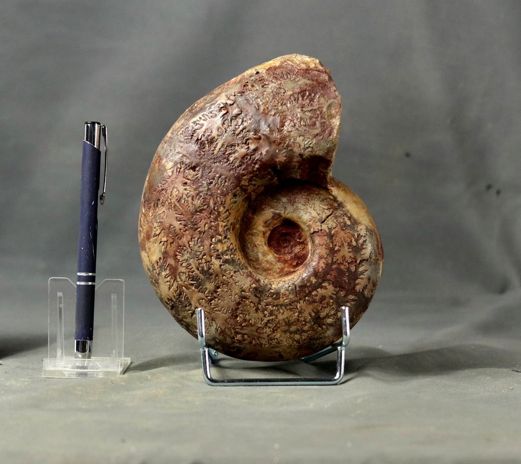 Ammonite di qualità con bei colori - Animale fossilizzato - Lytoceras jurense - 16.5 cm #1.0