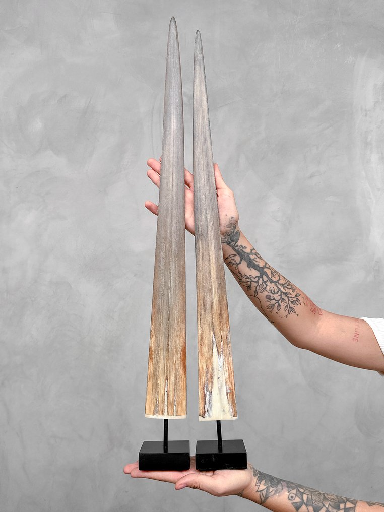 ΧΩΡΙΣ ΤΙΜΗ ΕΚΠΤΩΣΗΣ - Ένα ζευγάρι μεγάλα ρόστρα ψαροντούφεκου σε εξατομικευμένες βάσεις. Ρύγχος σε βάση - Xiphias Gladius - 73 cm - 7 cm - 7 cm- Είδη που δεν ανήκουν στο CITES -  (2) #4.3