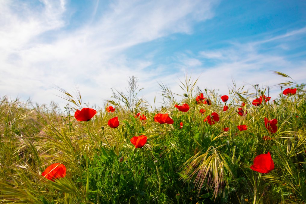 Viet Ha Tran - Poppy field I #1.0