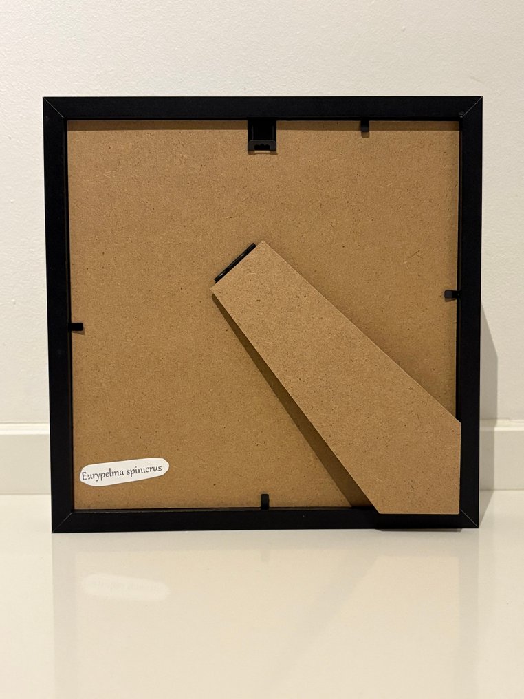 Araignée à corps gonflé dans la liste. Support de corps entier pour taxidermie - Eurypelma spinicrus - 23 cm - 23 cm - 3.5 cm - Espèces non-CITES - 1 #4.3