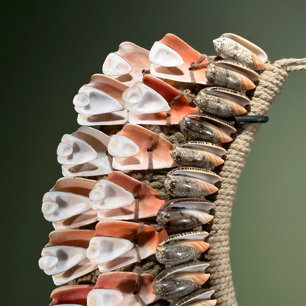 Ornament decorativ - NO RESERVE PRICE - SN14 - Decorative Shell Necklace on a custom stand - Papua Noua Guinee #4.3