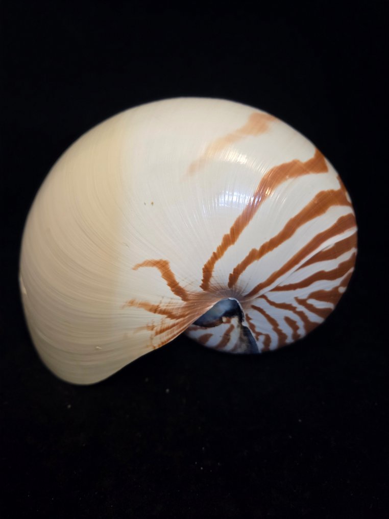 Nautiloid Sea shell - M-897 NAUTILUS POMPILIUS  (No Reserve Price) #1.0