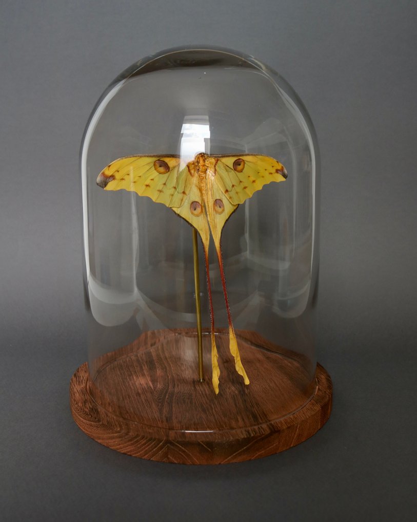 Falena Allestimento tassidermico a corpo intero - Argema mittrei - 33 cm - 29 cm - 29 cm - Specie non CITES - 1 #3.2