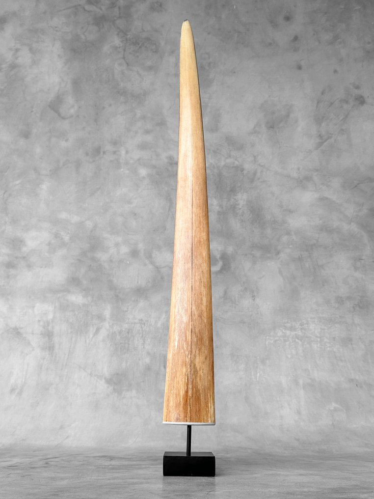 Fără preț de rezervă - Un mare rostrum de pește-sabie montat pe un soclu personalizat - Cioc pe suport - Xiphias Gladius - 81 cm - 7 cm - 7 cm- Speciile Non-CITES - (1) #3.2