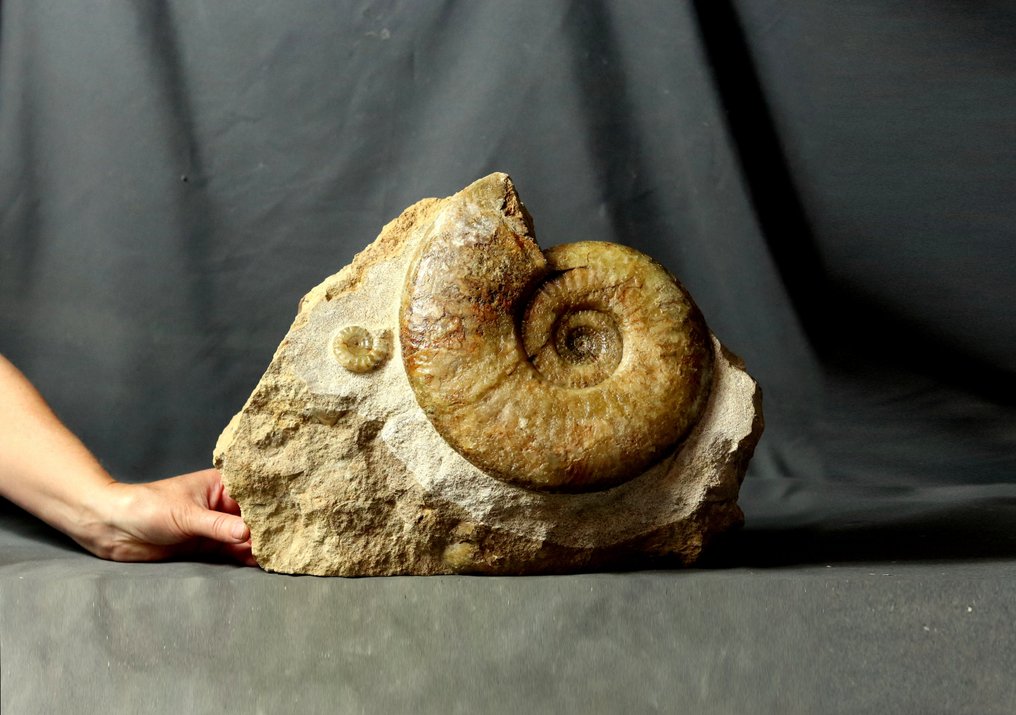 Rare ammonite on self standing stone - Green calcite - Fossilised animal - Tropidoceras masseanum - 37 cm - 28 cm #1.0
