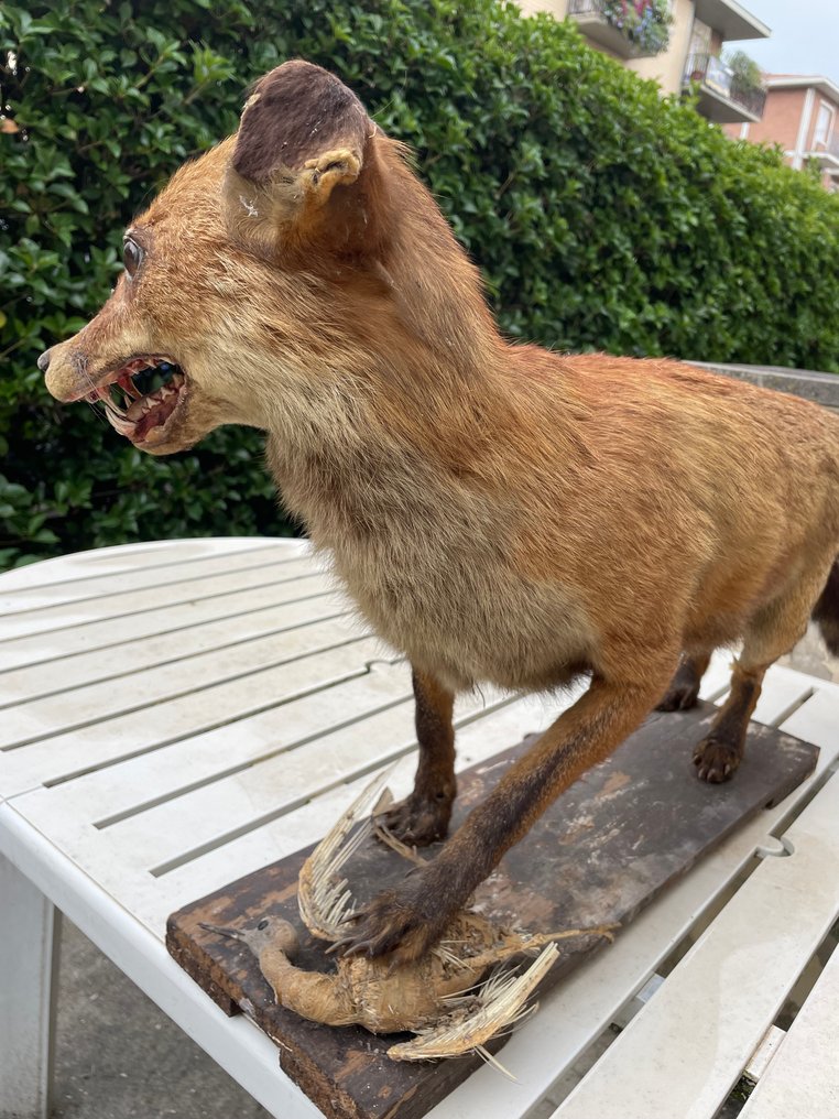 Lis rudy Eksponat taksydermiczny (całe ciało) - Vulpes vulpes - 70 cm - 19 cm - 62 cm - 1 #1.0