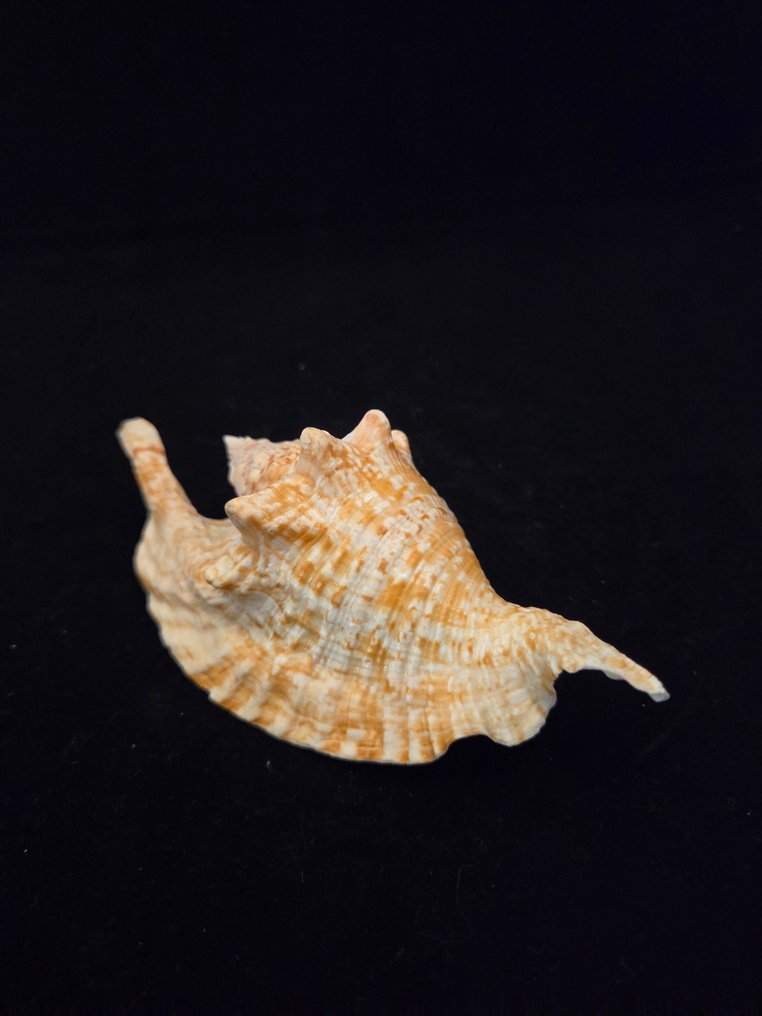 Havslange Havskal - M-934 STROMBUS GALLUS (Ingen mindstepris) #1.0