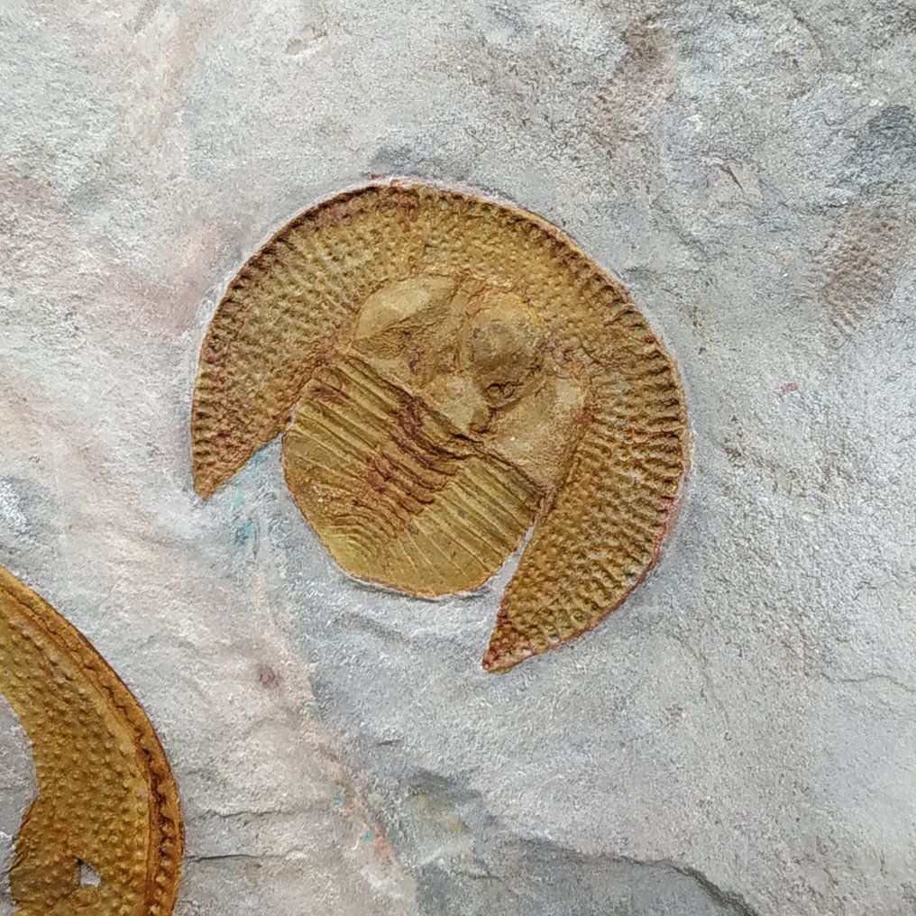 Trilobite magnifique - Animal fossilisé - Declivolithus titan #1.0